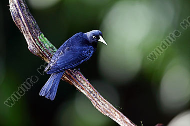 Süd-Scharlachbürzelkassike