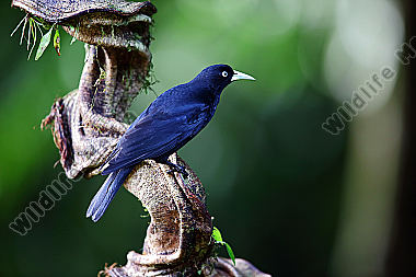 Süd-Scharlachbürzelkassike