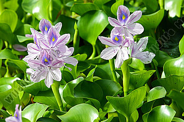 Dickstielige Wasserhyazinthe