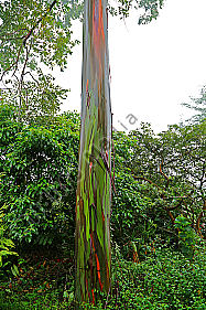 Regenbogenbaum