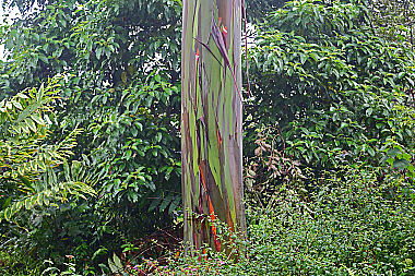 Regenbogenbaum