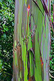 Regenbogenbaum