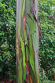 Regenbogenbaum