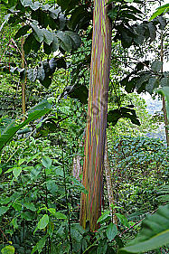 Regenbogenbaum