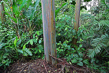 Regenbogenbaum