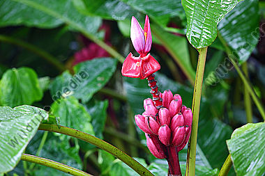 Rote Banane Costa Rica