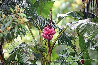 Rote Banane Costa Rica