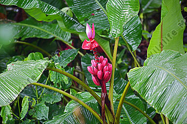 Rote Banane Costa Rica