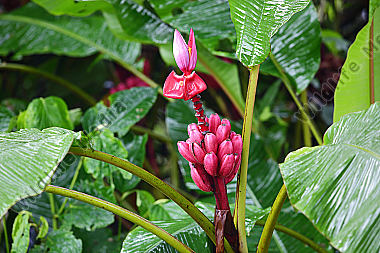Rote Banane Costa Rica