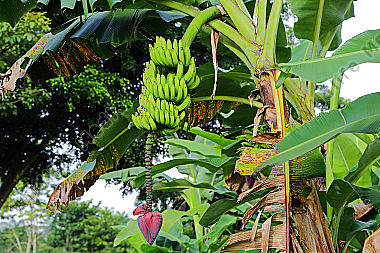 Bananenstaude