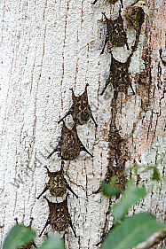 Nasenfledermaus