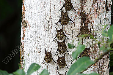 Nasenfledermaus