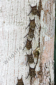 Nasenfledermaus