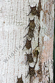 Nasenfledermaus
