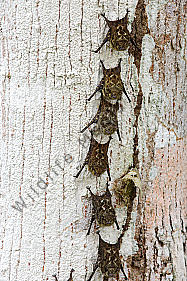 Nasenfledermaus