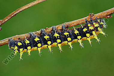 Antherina suraka halberwachsene Raupe
