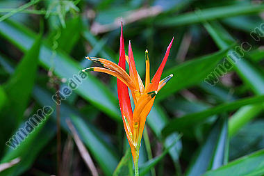 Heliconie psitacorum