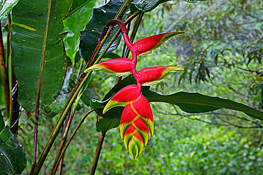Heliconie rostrata