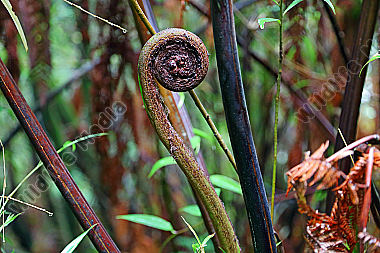 Regenwald Farn Costa Rica
