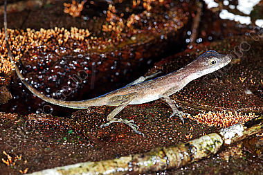 Anolis Costa rica