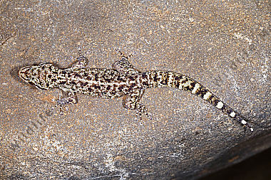 Rübenschwanzgecko