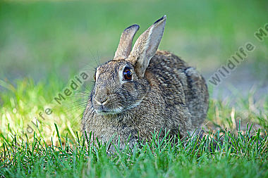 Wildkaninchen