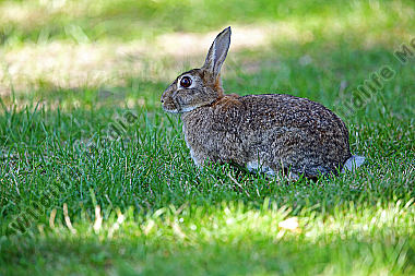 Wildkaninchen