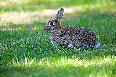 Wildkaninchen