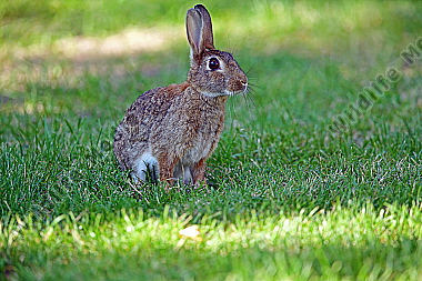 Wildkaninchen
