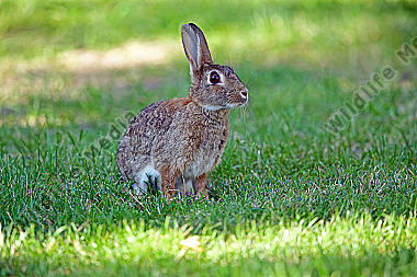Wildkaninchen