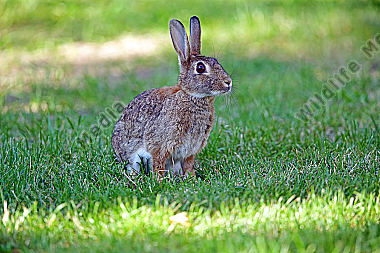 Wildkaninchen