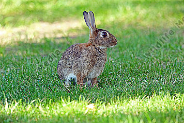 Wildkaninchen