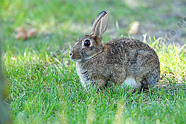 Wildkaninchen