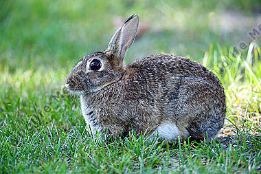 Wildkaninchen