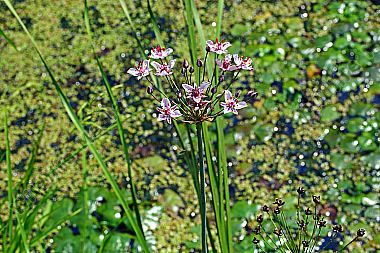 Schwanenblume