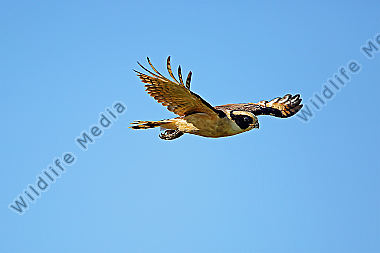 Lachfalke