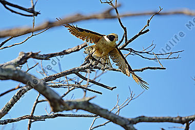 Lachfalke