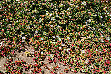 Kristall-Mittagsblume
