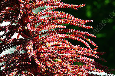 Gunnera insignis