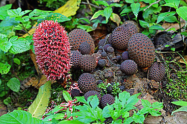 Parasitic subterranean plant
