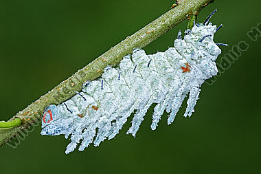 Atlasseidenspinner atlas Raupe