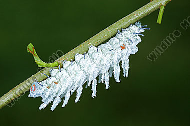Atlasseidenspinner atlas Raupe