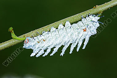 Atlasseidenspinner atlas Raupe