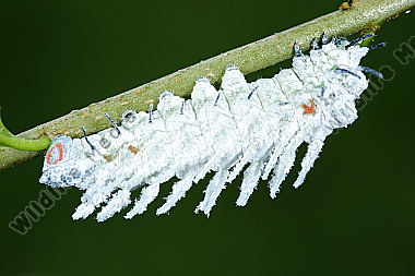 Atlasseidenspinner atlas Raupe