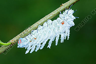 Atlasseidenspinner atlas Raupe