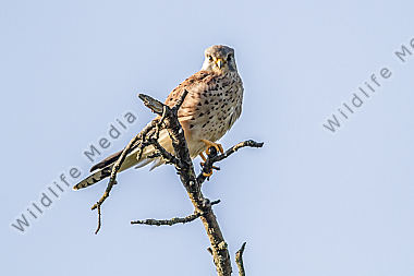 Turmfalke beobachtet neugierig die Fotografin