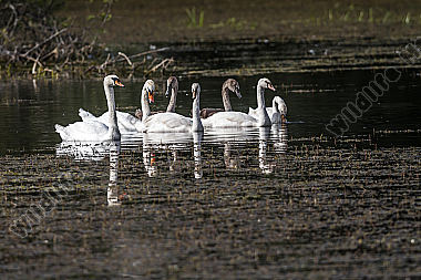 Höckerschwan-Familie treibt auf einem Weiher