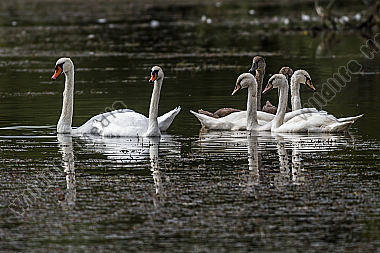 Höckerschwan-Familie treibt auf einem Weiher