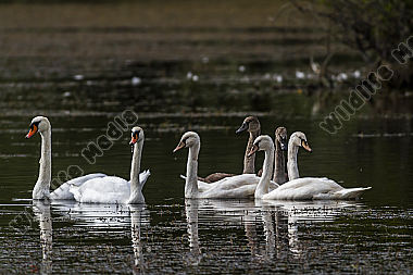 Höckerschwan-Familie treibt auf einem Weiher
