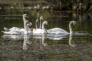 Höckerschwan-Familie auf Nahrungssuche